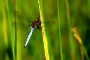 photo Initiation à l'identification des libellules
