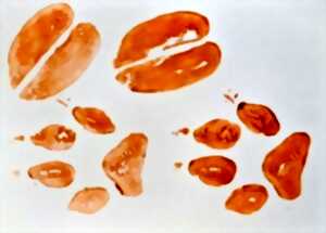 photo Animaux à la trace