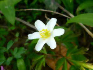 photo Découverte de la flore forestière