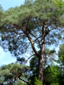 photo Sur la piste des arbres remarquables