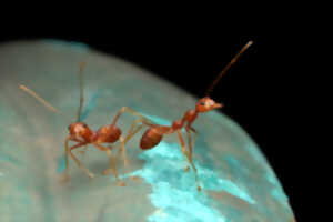photo Jeu de piste : Sur les traces des fourmis
