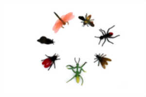 photo Atelier : Fabrication d’insecte