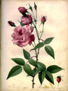 photo FESTIVAL LE LIVRE ET LA CORRESPONDANCE :  HISTOIRE DE LA ROSE