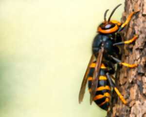 photo Conférence sur le frelon asiatique