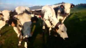 photo Transhumance de la ferme auberge du Drumont