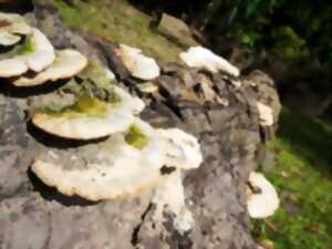 photo Une forêt qui s'ensauvage