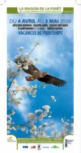 photo Animation Chouettes et Hiboux