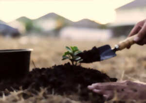 photo Chantier participatif : plantation des modelés dunaires du parvis de la Maison de l’Environnement