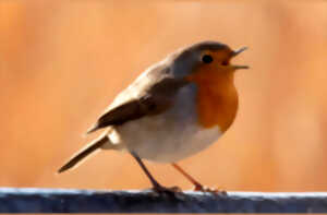photo Conférence | La musique des oiseaux