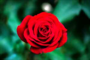 photo Une Rose un Espoir