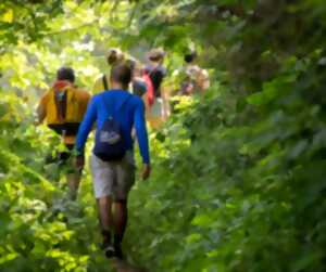 photo Balade forestière à Anost