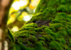 photo Micro-Safari : les mousses à portée de loupe !