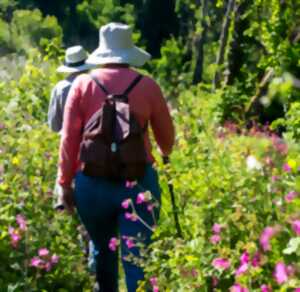 photo Balade nature la flore des sous-bois au printemps