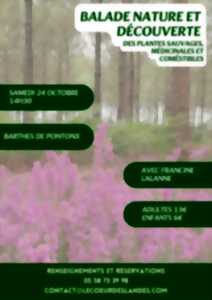 photo A la découverte des plantes sauvages, médicinales et comestibles avec Francine