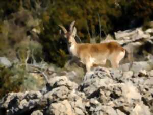 photo Sur les traces des bouquetins