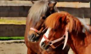 photo Balade Baby avec les Chevaux