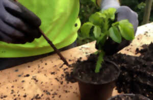 photo Atelier Mon jardin d'aromatiques