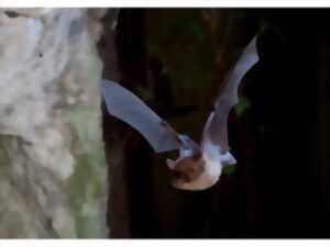 photo Rendez-vous nature :  À la découverte des chauves-souris du Perche