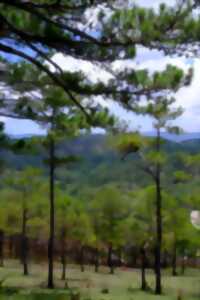 photo EXPOSITION LA FÔRET DES PO