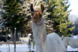 photo Vacances D'Hiver à Lama Loisirs