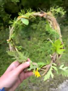 photo Vannerie sauvage au bord du chemin