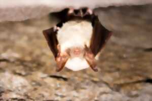 photo ESCAPADE AILÉE : TOUT SAVOIR SUR LES CHAUVES-SOURIS HÉRAULTAISES