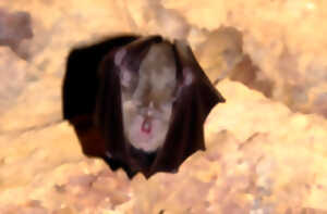 photo ATELIER  DES BÂTISSEURS : UN ABRI POUR NOS AMIES AILÉES