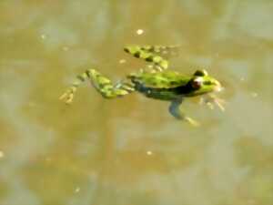 photo SORTIE « AMPHIBIENS » ANIMÉE PAR DEMAIN LA TERRE
