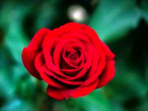 photo Une Rose un Espoir