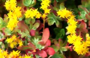 photo Les Mercredis du Nuage - Naja Bendix