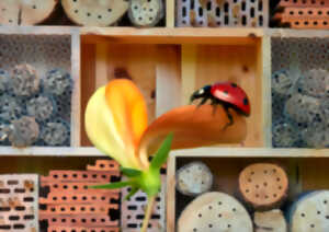 photo Conférence et atelier : Insectes auxiliaires & permaculture