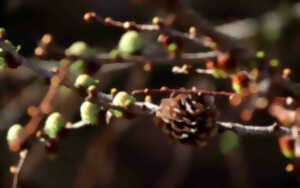 photo Randonnée accompagnée : pister la nature