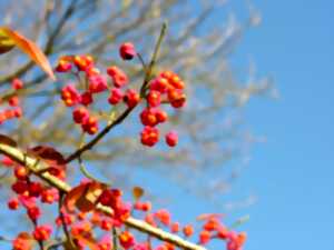 photo La vie dans la haie