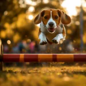 photo Concours d'obéissance