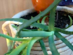 photo Atelier poterie : Fabrication d'une Olla