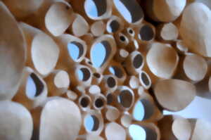 photo Cellules de Matière - Sculptures sur bois aux formes organiques