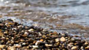 photo Les petites bêtes de l’eau et leurs secrets
