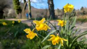 photo Balade botanique