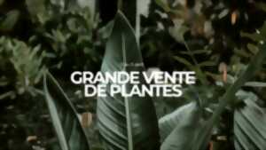 photo Grande vente de plantes