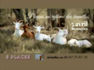 photo Pâques au rythme des biquettes