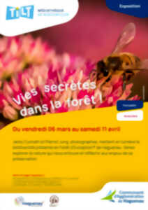 photo Vies secrètes dans la forêt !