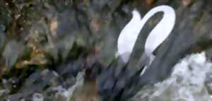 photo Festival d'histoire naturelles en Côte d'Or -1e édition