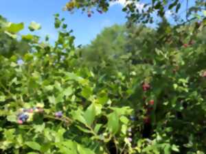 photo Visite de jardins : à la découverte de deux jardins semi-sauvages