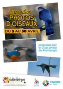 photo Exposition photos d’oiseaux