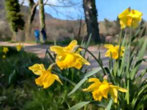 photo Balade botanique