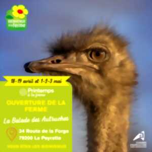 photo PRINTEMPS A LA FERME - La Balade des Autruches - Portes ouvertes