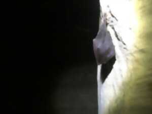 photo Nuit de la Chauve-Souris au viaduc de Rocherolles