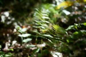 photo A la découverte des plantes sauvages