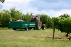 photo Balade insolite dans le vignoble.