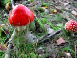 photo Initiation et découverte des champignons